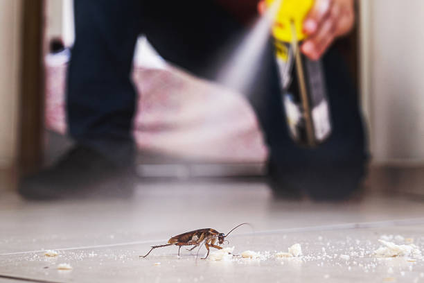Best Pest Removal Services  in St Anne, IL